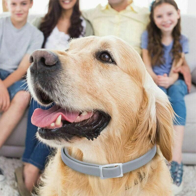 Short Adjustable Pet Anti Flea Tick Neck Collar For Dog Cat Kitten 8 Months view 8