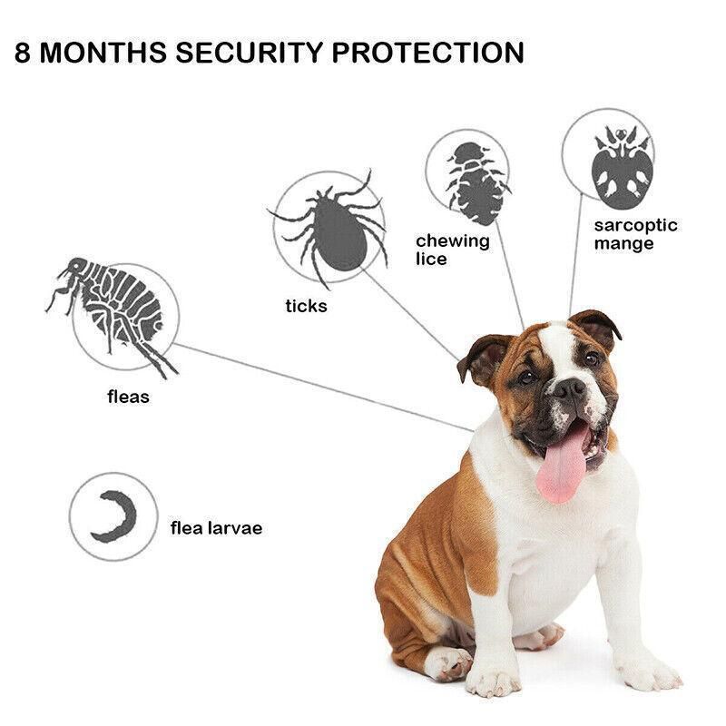 Short Adjustable Pet Anti Flea Tick Neck Collar For Dog Cat Kitten 8 Months view 10