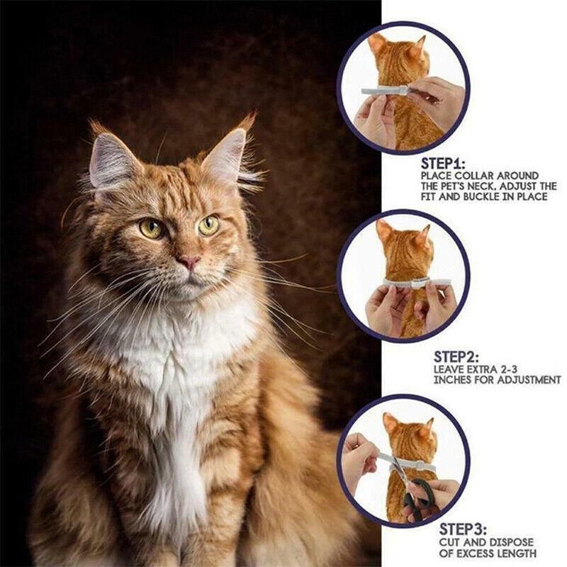 Short Adjustable Pet Anti Flea Tick Neck Collar For Dog Cat Kitten 8 Months view 13