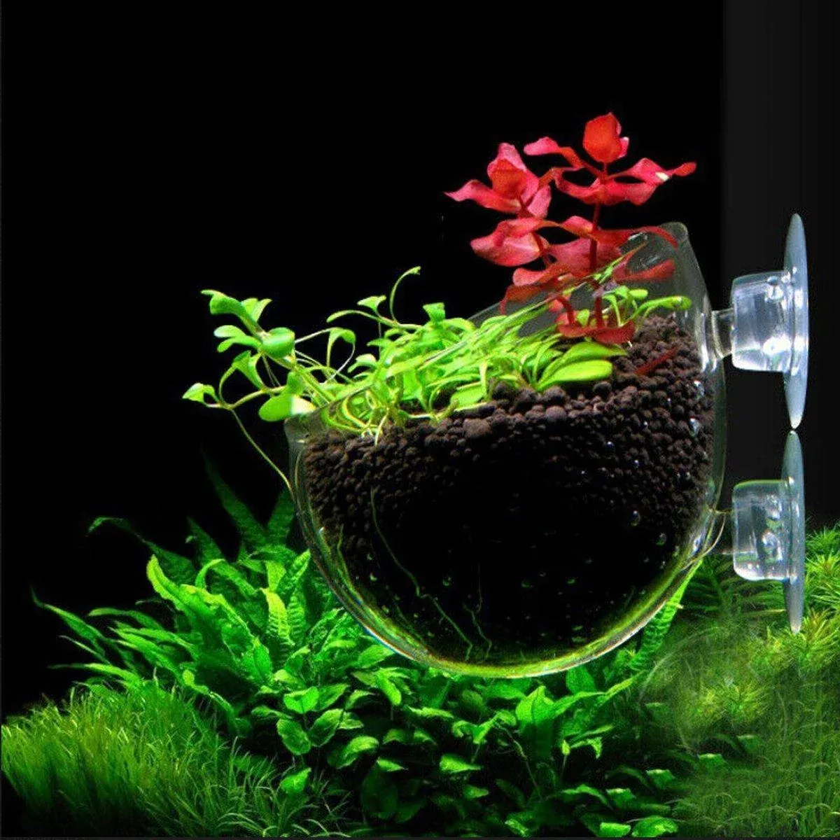 Aquarium Plant Cup for Breeding and Aquascaping Glass Water Plant Holder view 10