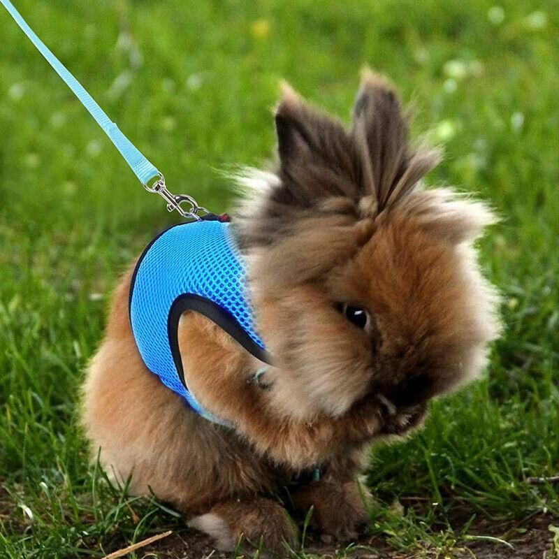 Rabbit Vest Harness Leash Lead Small Animal Pet Mesh Hamster Bunny Traction view 9