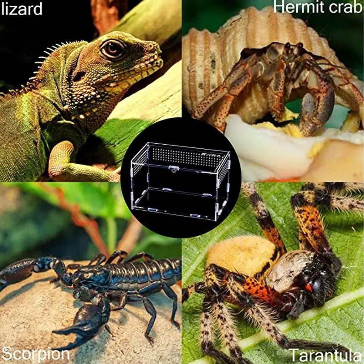 Clear Pet Box Slide Lid Reptile Breeding Habitat Panoramic View Terrarium view 9
