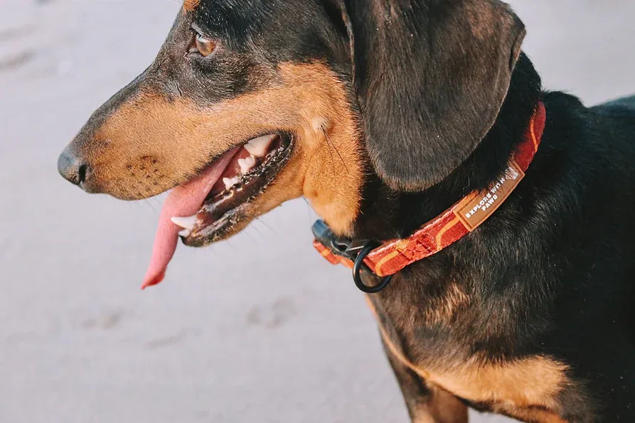 Designer Dog Collars view 2