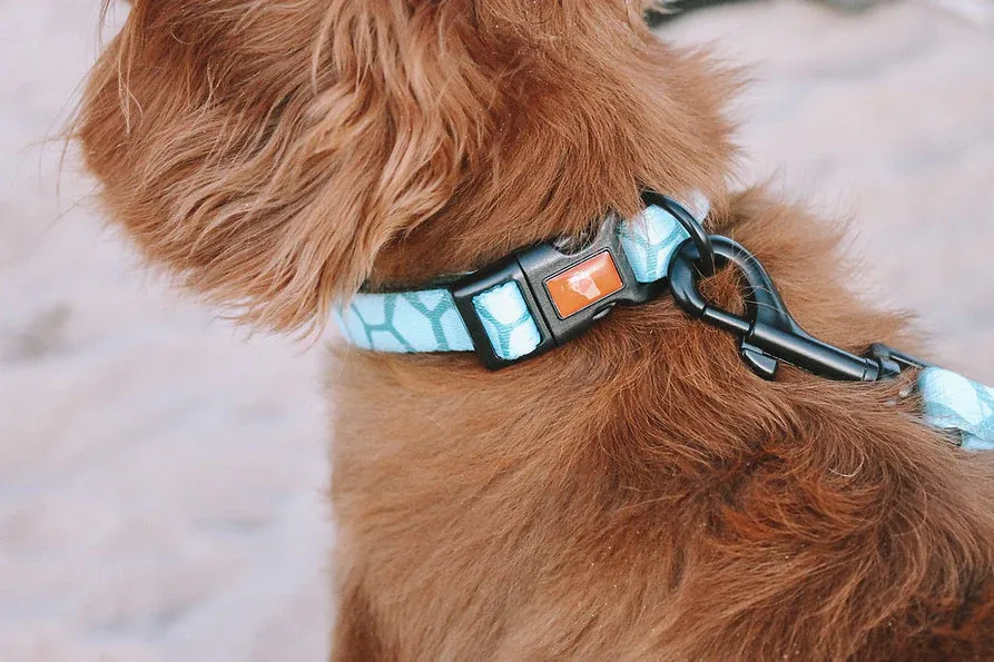 Designer Dog Collars view 2