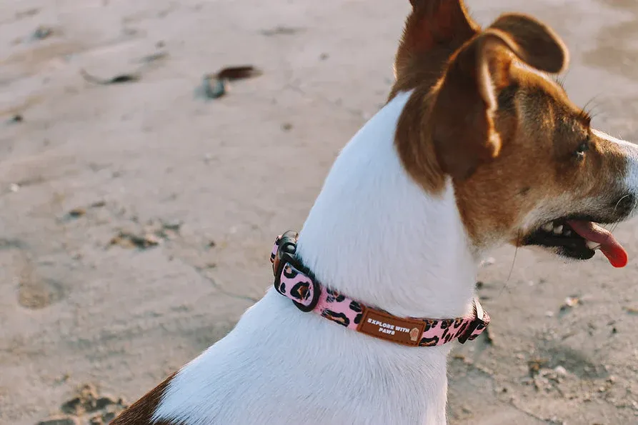 Designer Dog Collars view 2