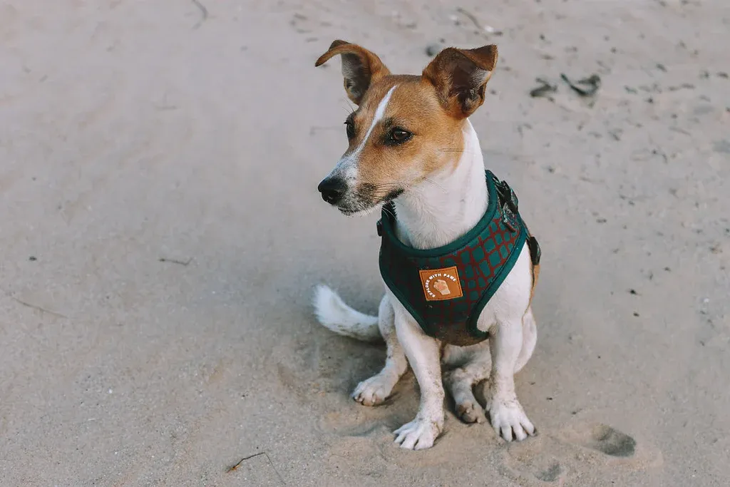 Designer Dog Harness view 3