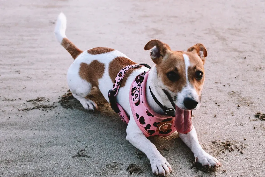 Designer Dog Harness view 3