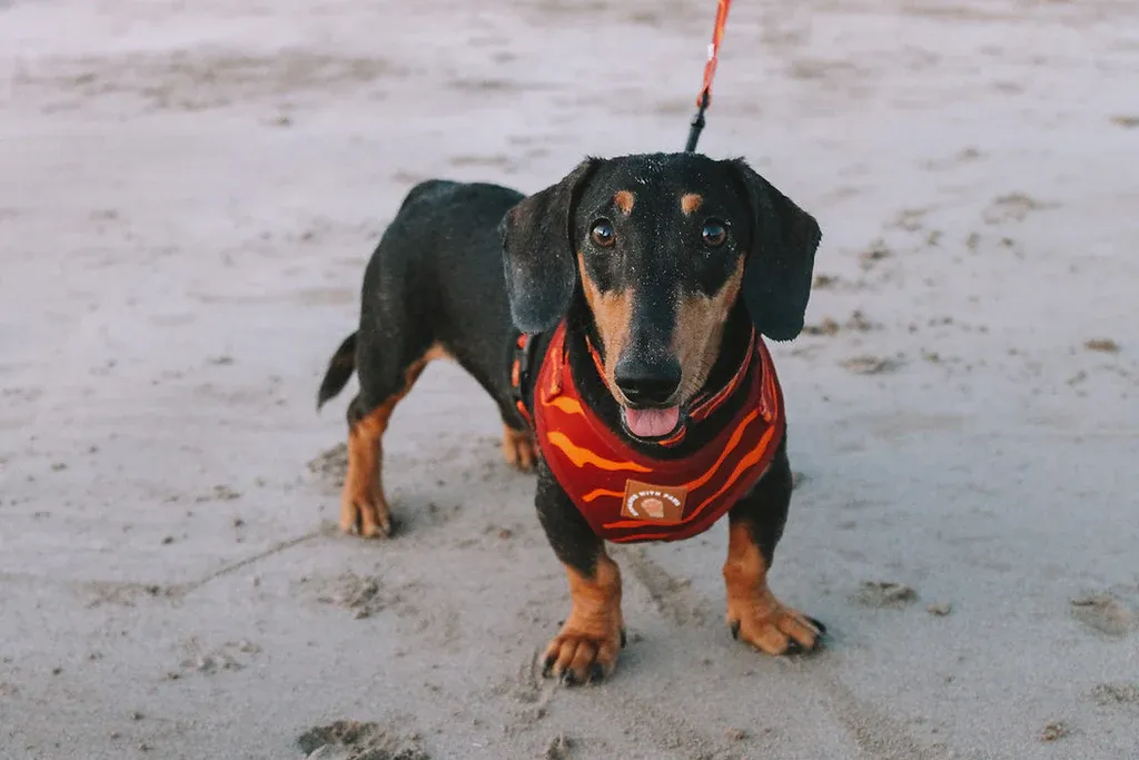 Designer Dog Harness view 3