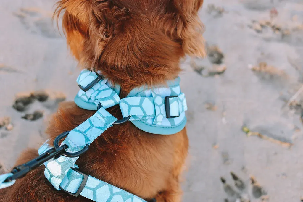Designer Dog Harness view 3