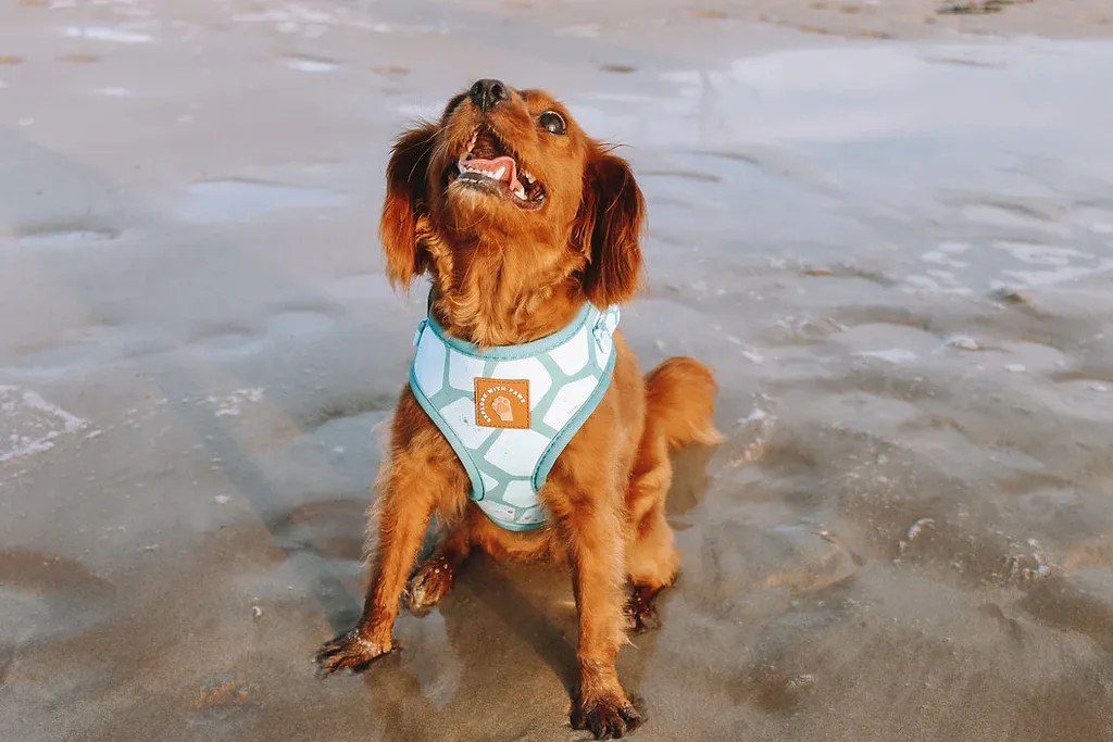 Designer Dog Harness view 4