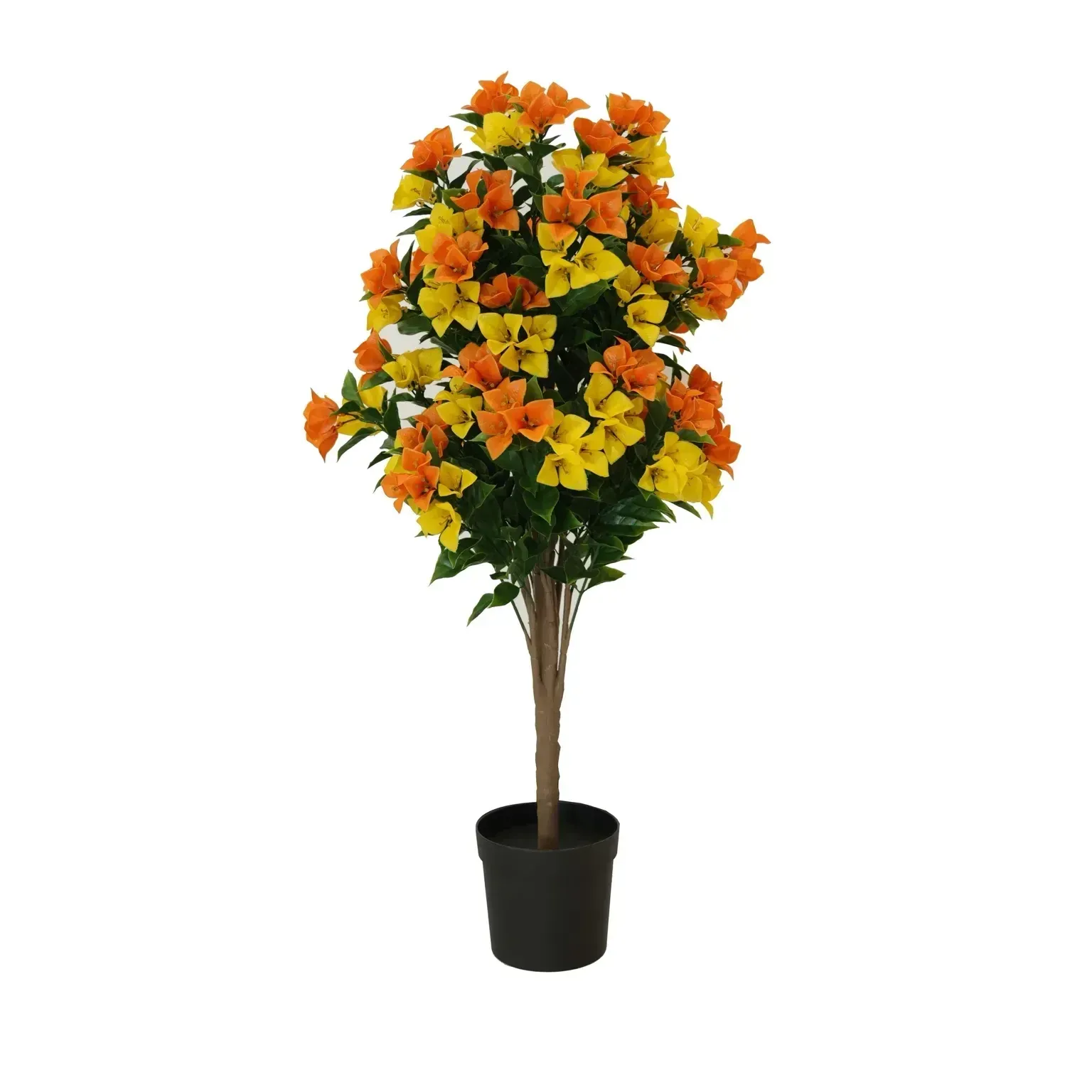 Flowering Yellow and Orange Bougainvillea Tree 90cm UV Resistant view 2